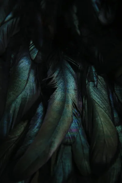 어두운 깃털의 추상적 깃털을 — 스톡 사진
