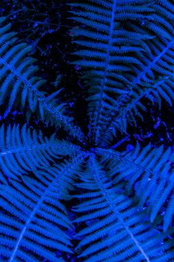 Mavi çiçekler, soyut yaz arkaplanı, yumuşak odak