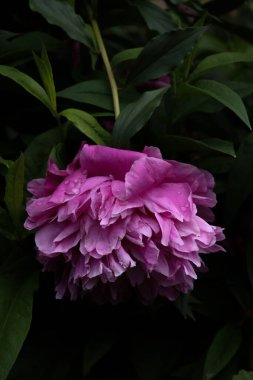 Yeşil arka planda pembe çiçekler, yaz çiçekleri soyut arka plan, yumuşak odak