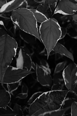 black and white abstract leaf background, beautiful plant pattern, space for text