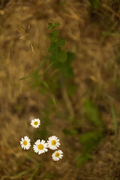 Kwiatowe Tło Letnie Małe Białe Kwiaty Kwitnące Miękkie Skupienie — Zdjęcie stockowe