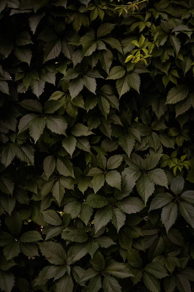 抽象的な緑の植物の夏の背景様々な植物の葉のクローズアップ — ストック写真