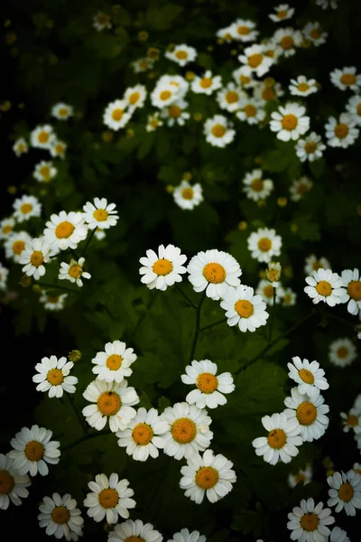 Små Prästkragar Naturlig Bakgrund Mjuk Fokus Tapet — Stockfoto