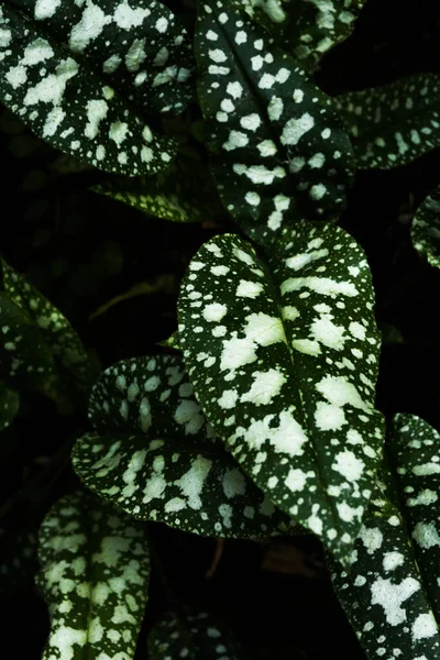 Elvont Zöld Növény Nyári Háttér Különböző Növényi Levelek Közelkép — Stock Fotó