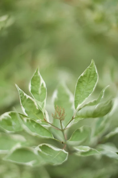 抽象的な緑の植物の夏の背景様々な植物の葉のクローズアップ — ストック写真