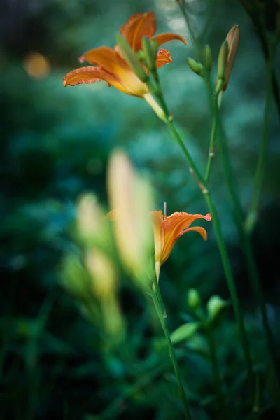 Summer Background Soft Focus Red Lilies Close — Stock Photo, Image
