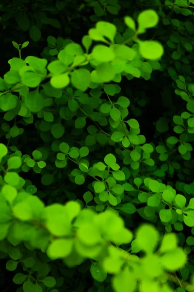 Abstrait Vert Plante Fond Été Diverses Feuilles Plante Gros Plan — Photo