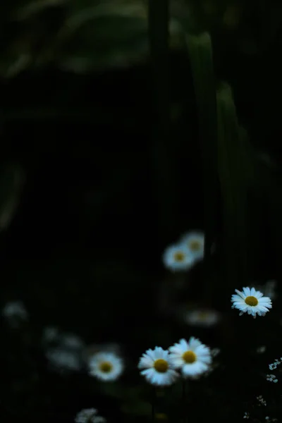 Small Daisies Natural Background Soft Focus Wallpaper — Stock Photo, Image