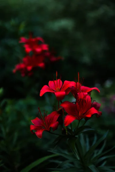 夏の背景ソフトフォーカス 赤いユリのクローズアップ — ストック写真