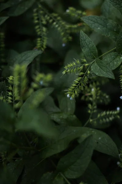 抽象的な緑の植物の夏の背景様々な植物の葉のクローズアップ — ストック写真