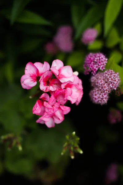 Ροζ Λουλούδια Πράσινο Φόντο Καλοκαιρινό Floral Αφηρημένο Φόντο Απαλή Εστίαση — Φωτογραφία Αρχείου