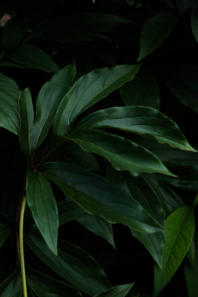 abstract green plant summer background, various plant leaves close-up