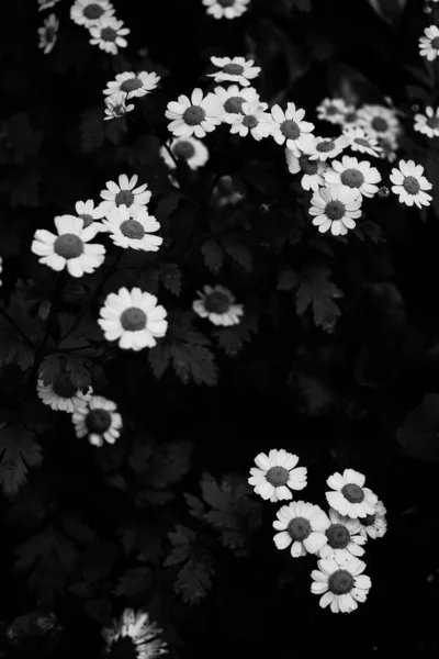 Kleine Gänseblümchen Auf Einem Natürlichen Hintergrund Tapete Mit Weichem Fokus — Stockfoto
