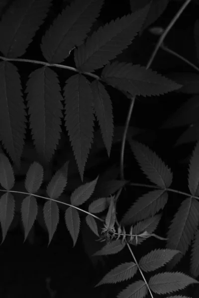 Black White Abstract Leaf Background Beautiful Plant Pattern Space Text — Φωτογραφία Αρχείου