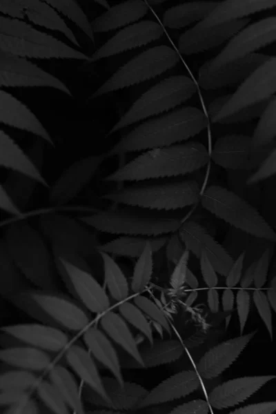 Черный Белый Абстрактный Лист Фона Красивый Узор Растения Пространство Текста — стоковое фото