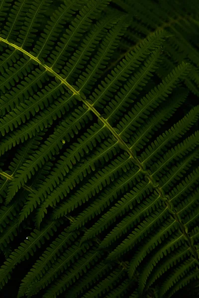 摘要绿色植物夏季背景 各种植物叶特写 — 图库照片