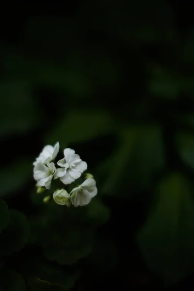 Floral Καλοκαιρινό Φόντο Μικρά Λευκά Ανθισμένα Λουλούδια Απαλή Εστίαση — Φωτογραφία Αρχείου