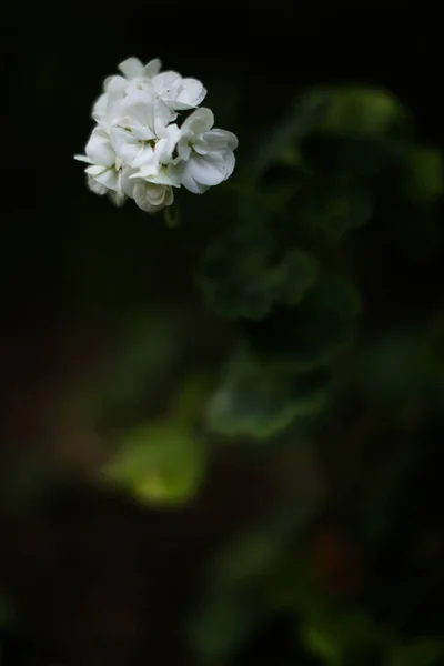 Çiçekli Yaz Arkaplanı Küçük Beyaz Açan Çiçekler Yumuşak Odak — Stok fotoğraf