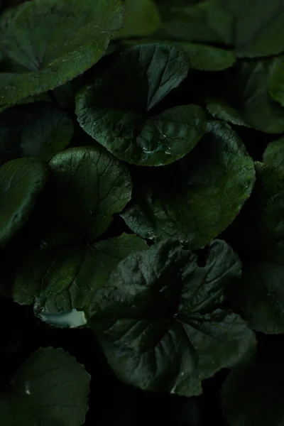 抽象的な緑の植物の夏の背景様々な植物の葉のクローズアップ — ストック写真