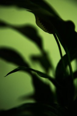 abstract blurred green leaf background