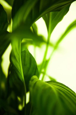 abstract blurred green leaf background