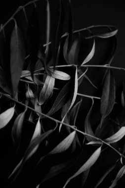 black and white abstract background of grass inflorescences