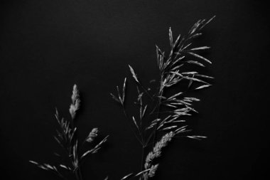 black and white abstract background of grass inflorescences