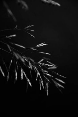 black and white abstract background of grass inflorescences