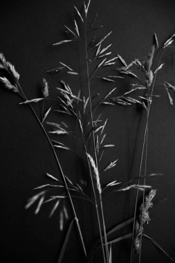 black and white abstract background of grass inflorescences