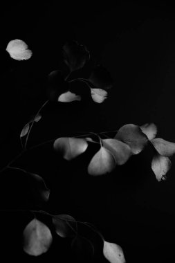 dry eucalyptus herbarium branches on a black background