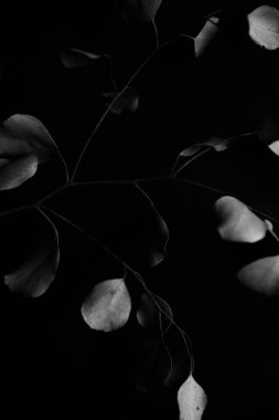 dry eucalyptus herbarium branches on a black background