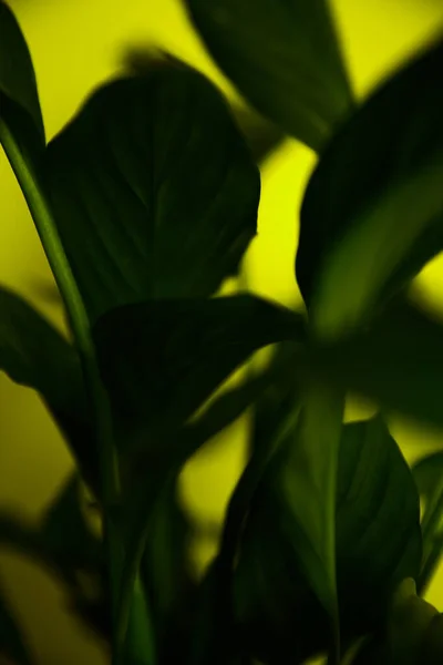 Абстрактний Розмитий Зелений Фон Листя — стокове фото