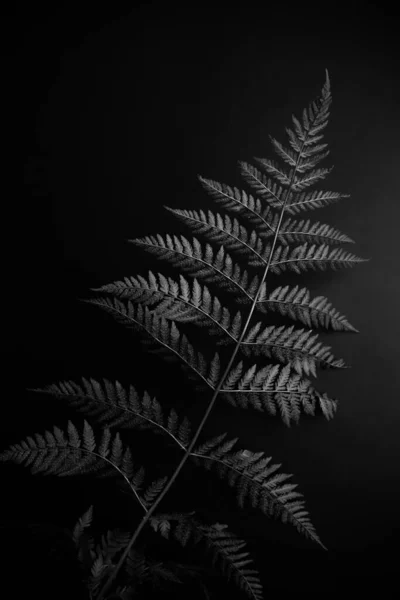 Stylish Black White Photo Forest Fern — ストック写真