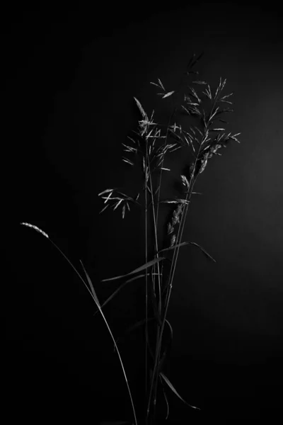 Black White Abstract Background Grass Inflorescences — Zdjęcie stockowe