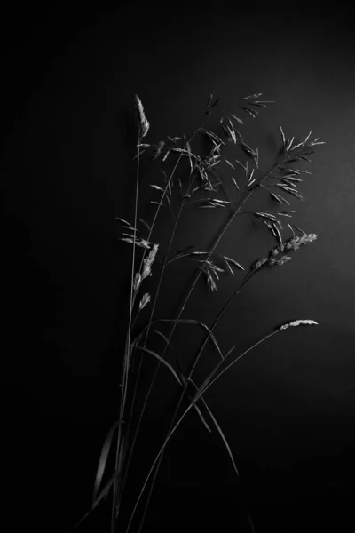 Black White Abstract Background Grass Inflorescences — Stock Photo, Image