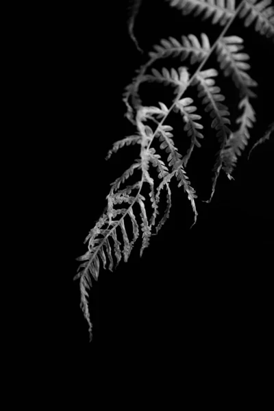 Sprig White Fern Dark Background Black White Floral Minimalistic Background — Stock Fotó