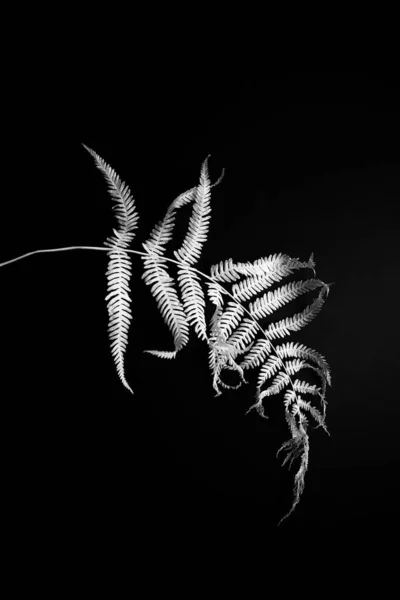 Sprig White Fern Dark Background Black White Floral Minimalistic Background —  Fotos de Stock