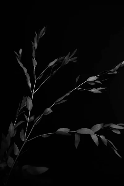 Trockene Eukalyptus Herbarienzweige Auf Schwarzem Hintergrund — Stockfoto