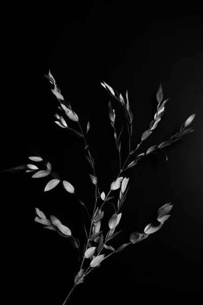 Dry Eucalyptus Herbarium Branches Black Background — Zdjęcie stockowe