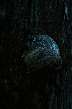 Bulanık yeşil bitki arka planı, odaklanmamış makro bitkiler, yumuşak odak