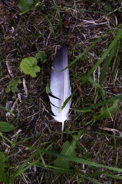 Yerde bir tüy, yaz aylarında hafif bir odak.