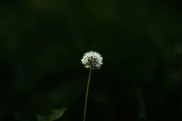 Piccolo Dente Leone Uno Sfondo Verde Scuro Sfondo Estivo Con — Foto Stock