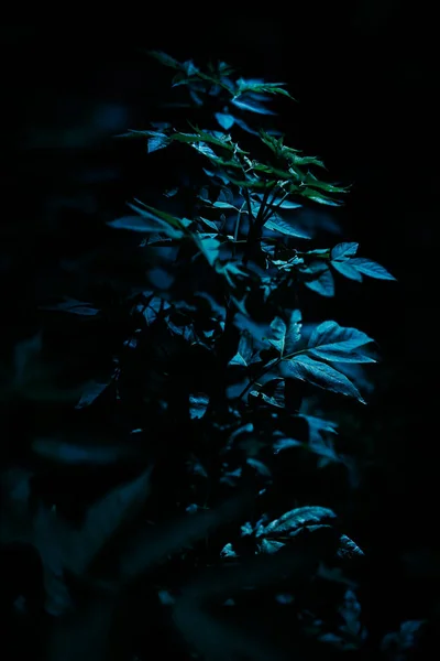 Fondo Planta Natural Azul Abstracto Con Enfoque Suave — Foto de Stock