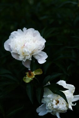 Koyu arkaplanda beyaz çiçekler, yumuşak kamera odaklı yaz kasvetli sebze arka planı