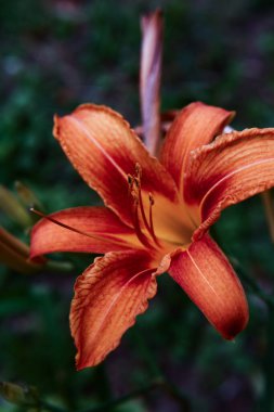Turuncu kaplan zambağı makrofotoğrafçılığı, yumuşak odak