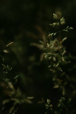 Bulanık yeşil bitki arka planı, odaklanmamış makro bitkiler, yumuşak odak