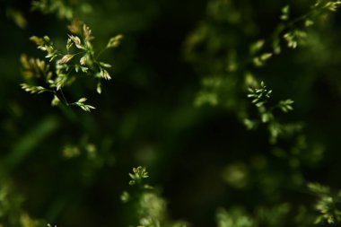 Bulanık yeşil bitki arka planı, odaklanmamış makro bitkiler, yumuşak odak