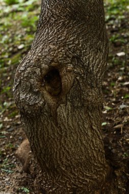 Ahşap yüzey dokusu, kabuk ve yosun, desenler