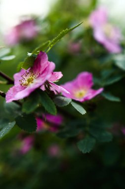 Pembe çiçekler ve yeşil yapraklar, yaz çiçeklerinin makro fotoğrafları, yumuşak odak