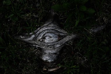 Eski ve eski bir ağacın siyah beyaz kökleri